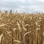 Peeneurlaub Lassan