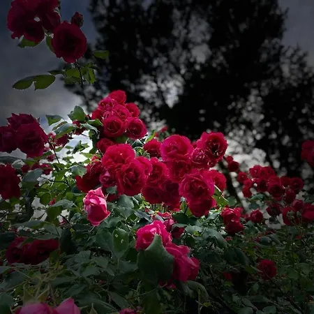 Peeneurlaub Apartment