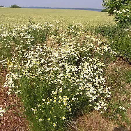 Peeneurlaub Apartment *