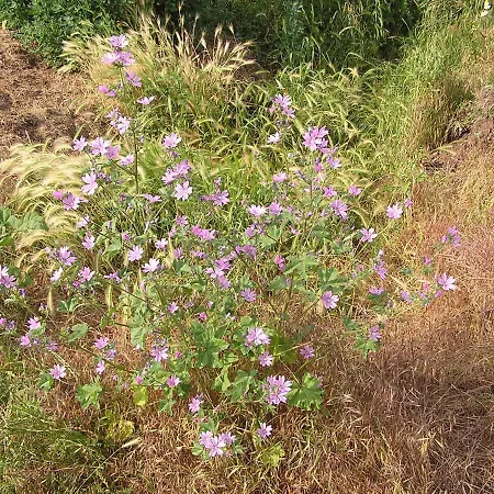 Peeneurlaub Apartment Lassan