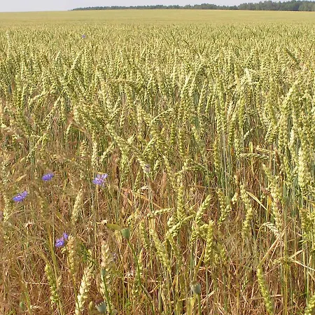 Appartement Peeneurlaub
