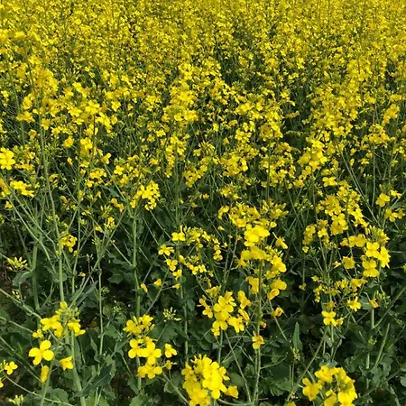 Peeneurlaub Apartment Lassan